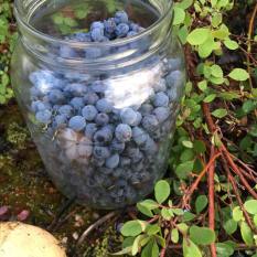courtney wild alaskan blueberries